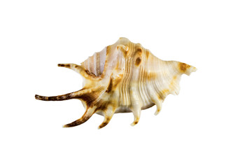 Fototapeta premium Beautiful sea shell,Lambis chiragra, isolated on white background For posters, sites, business cards, postcards, interior design, labels and stickers.