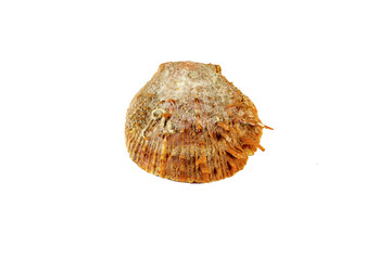 Beautiful sea shell,Spondylus I Tericus, isolated on white background For posters, sites, business cards, postcards, interior design, labels and stickers.