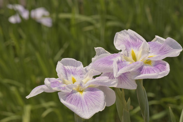 五月晴という名の花菖蒲