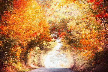 Obrazy  Piękny jesienny krajobraz alei z kolorowymi jesiennymi liśćmi drzew i światłem słonecznym, jesienna przyroda w parku lub na wsi
