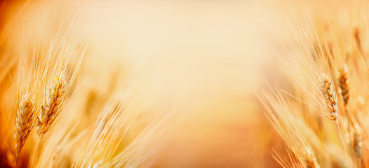 Beautiful nature background with close up of Ears of ripe wheat on Cereal field, place for text...