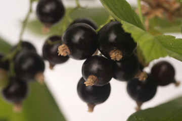 Blackcurrant fruit full of vitamins