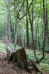 Primeval forest in South West Poland