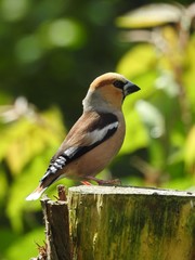Beautiful male hawfinch