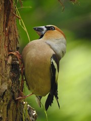 Male Hawfinch