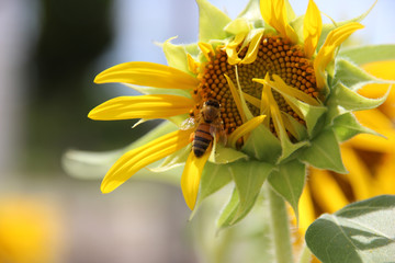 ヒマワリと蜜蜂