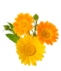 Calendula flowers with leaves and buds isolated on white