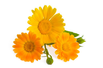 Three calendula flowers with leaves and buds isolated on white
