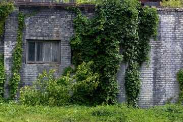 Old wall with ivy plant