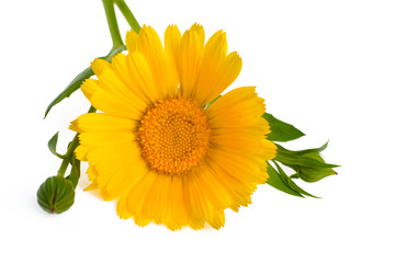 Single calendula flower with leaves and buds isolated on white background