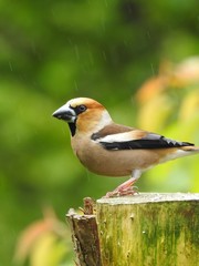 Beautiful male hawfinch