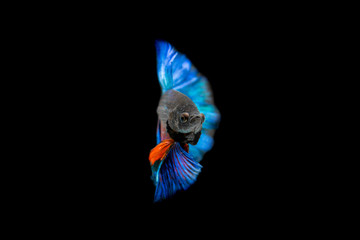 Blue and Red Fighting Fish (Betta) in black background.