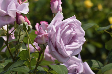ブルームーンという名の薔薇