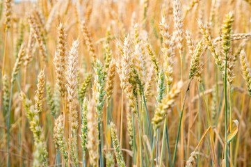 Rye field close up