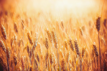 Golden Cereal field with ears of wheat  with sunbeams
