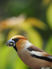 Beautiful male hawfinch