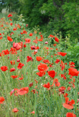 Fototapeta premium A field with poppies