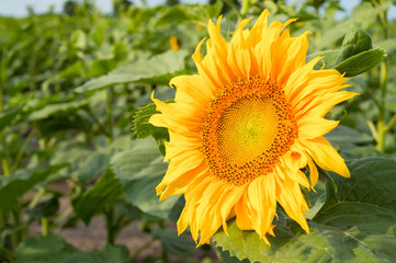 Beautiful sunflower head with golden petals. Natural background
