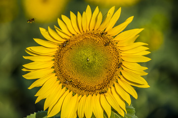 Fototapeta premium sunflower field on summer time 