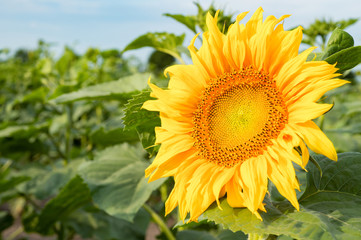 Beautiful sunflower head with golden petals. Isolated focus