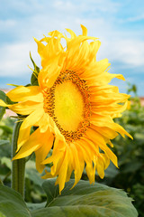 Beautiful unripe sunflower head with golden petals, on natural and blue sky background