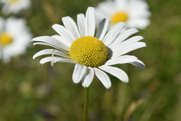 Fototapeta premium Up Close Look at Wild Flowers and Daisies