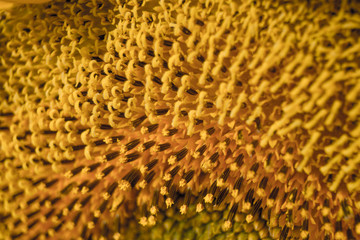 Pistils and stamens of Sunflower; background; texture