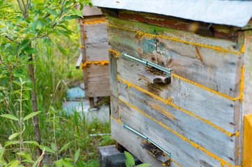 Honey bees flying to the entrance of the vintage wooden hive.