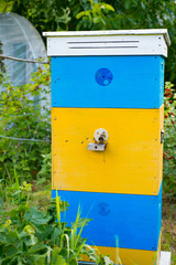 Beautiful bees hive with yellow-blue paint. Bees bring pollen to the hive
