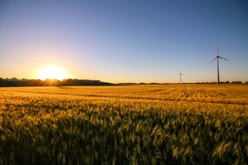 Picturesque sunset over a wheat field with a wind turbines farm