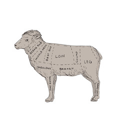 Vintage Lamb Meat Cut Map Drawing