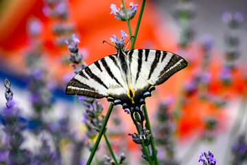 Machaon au jardin