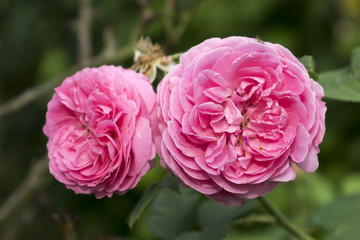 Rosen mit rosa Blüten