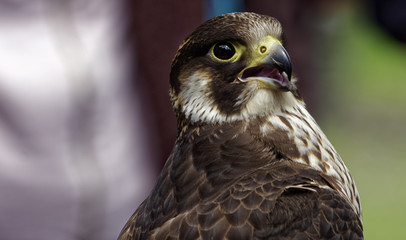 Falcon I