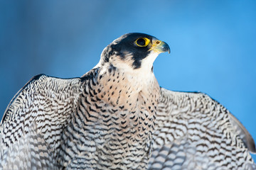 Pigeons eye view