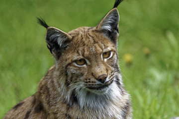 Lynx