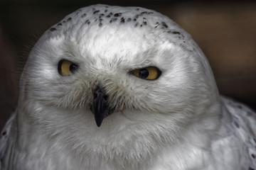 Snowy Owl I