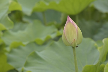 蓮の蕾