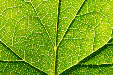 Фото текстура зеленого листа на солнце