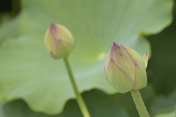 蓮の蕾