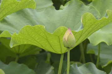蓮の蕾