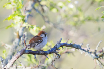ニュウナイスズメ(Russet Sparrow)