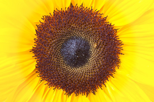 Sonnenblume, Helianthus annuus