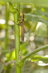 Yellow and green grasshopper