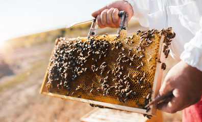 Beekeeper working in apiary