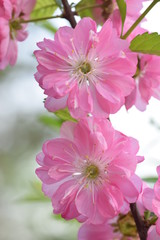 Obraz premium Нежная розовая сакура весной