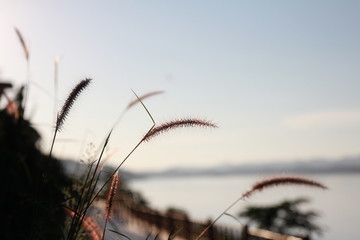 Obraz premium river