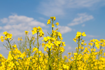Rapsbl&uuml;ten im Fr&uuml;hling vor einem sch&ouml;nem Himmel