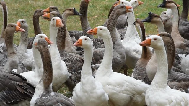 Domestic geese in the field