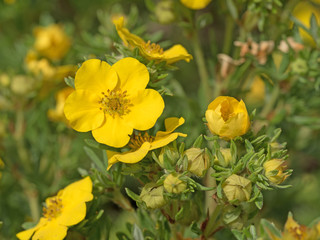 Fingerstrauch, Potentilla fruticosa, Strauch-Fingerkraut